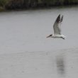 Sterne caspienne en Camargue